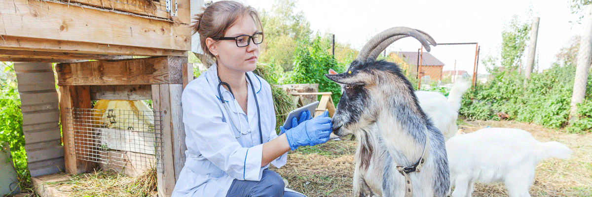 Ausbildung Tierpfleger:in – alles, was du wissen musst