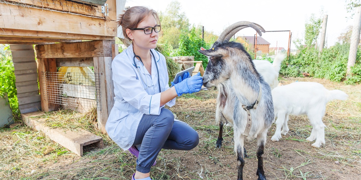ausbildung tierpfleger:in