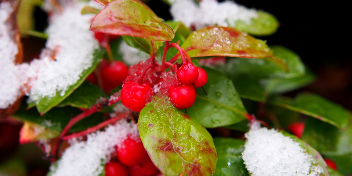 Rote Beeren an grünen Blättern, teilweise mit Schnee und Wassertropfen bedeckt, Nahaufnahme.