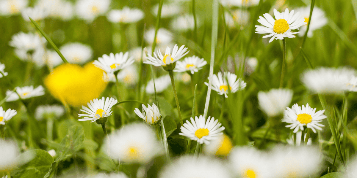 Weiße Gänseblümchen mit gelber Mitte in grüner Wiese, Nahaufnahme mit unscharfem Hintergrund und vereinzelten gelben Blüten
