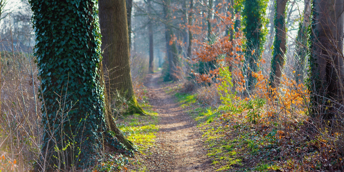 Waldweg zwischen hohen Bäumen, teils mit Efeu bewachsen, flankiert von trockenem Unterholz und grünen Moosflächen, im diffusen Morgenlicht.
