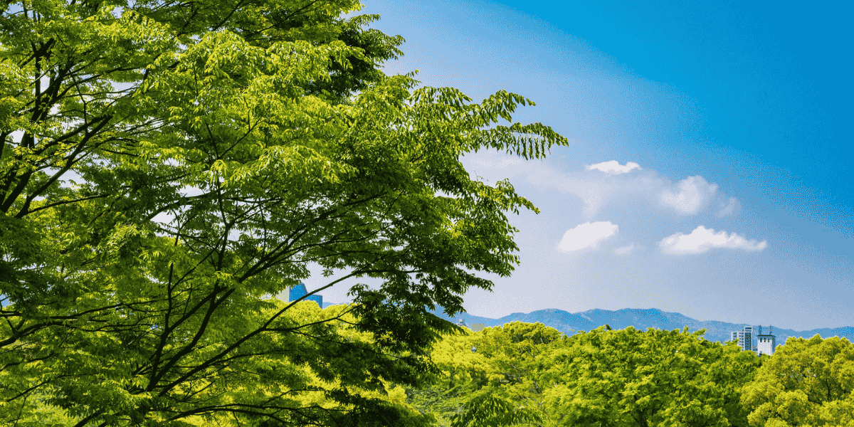 Grüner Laubbaum im Vordergrund mit dichtem Blätterdach, dahinter weitere Bäume, blauer Himmel mit wenigen Wolken und entfernte Hügel.