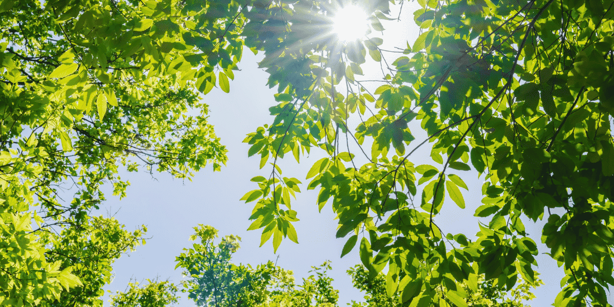 Blick durch grüne Baumkronen mit sonnenbeschienenen Blättern, Sonnenstrahlen durch das Blätterdach vor blauem Himmel.
