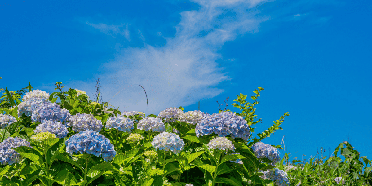 Blühende Hortensien mit blau-weißen Blüten im Vordergrund unter klarem blauem Himmel mit vereinzelter Wolke