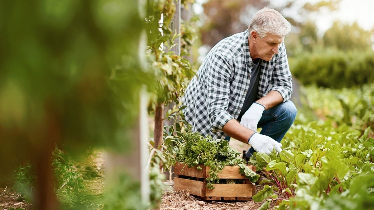 Älterer Mann arbeitet mit Handschuhen in einem Gemüsebeet im Garten