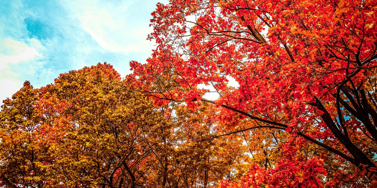 Leuchtend rot und orange gefärbte Baumkronen strecken sich vor blauem Himmel im Herbst.