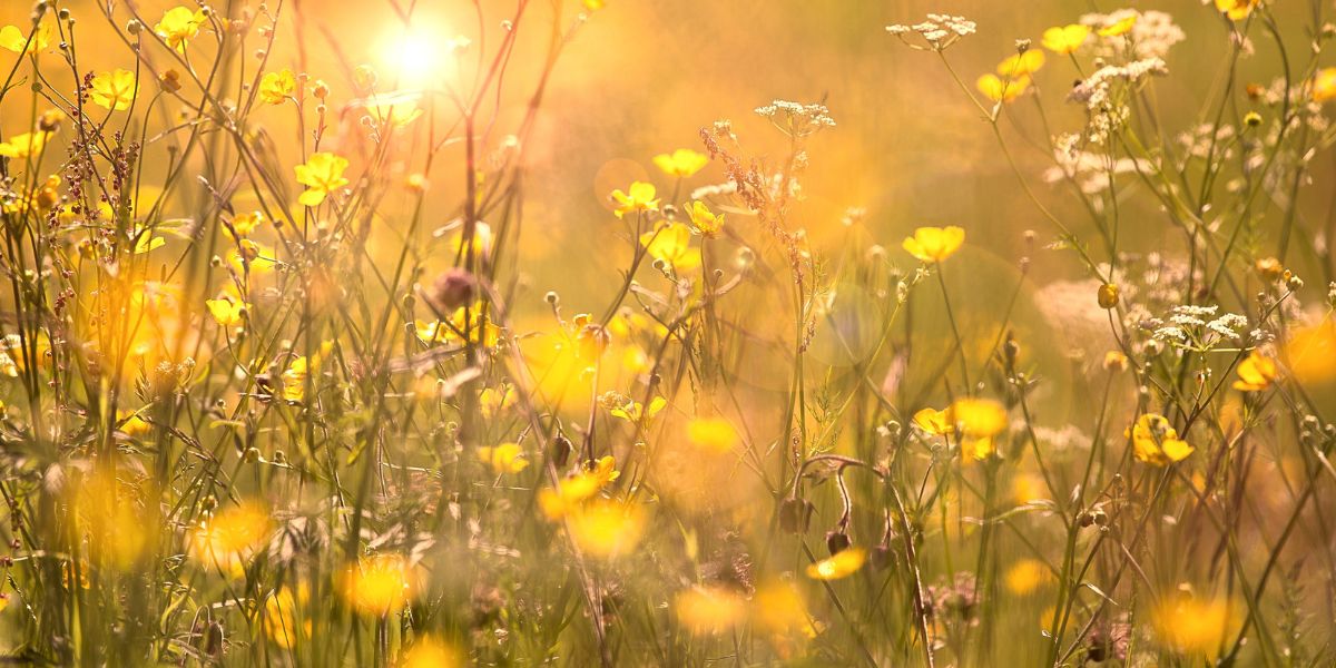 Sommerliche Blumenwiese mit gelben Wildblumen im warmen Sonnenlicht.