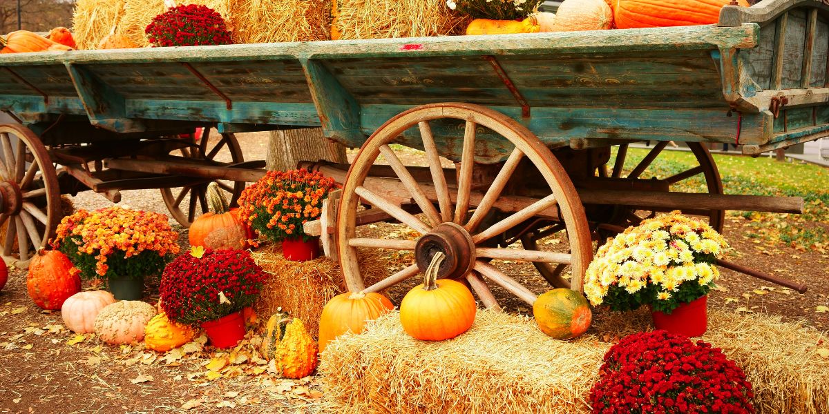 Vor einem Schubkarre-ähnlichen Transporter voll mit Heu, stehen volle Blumentöpfe in herbstlichen Farben.